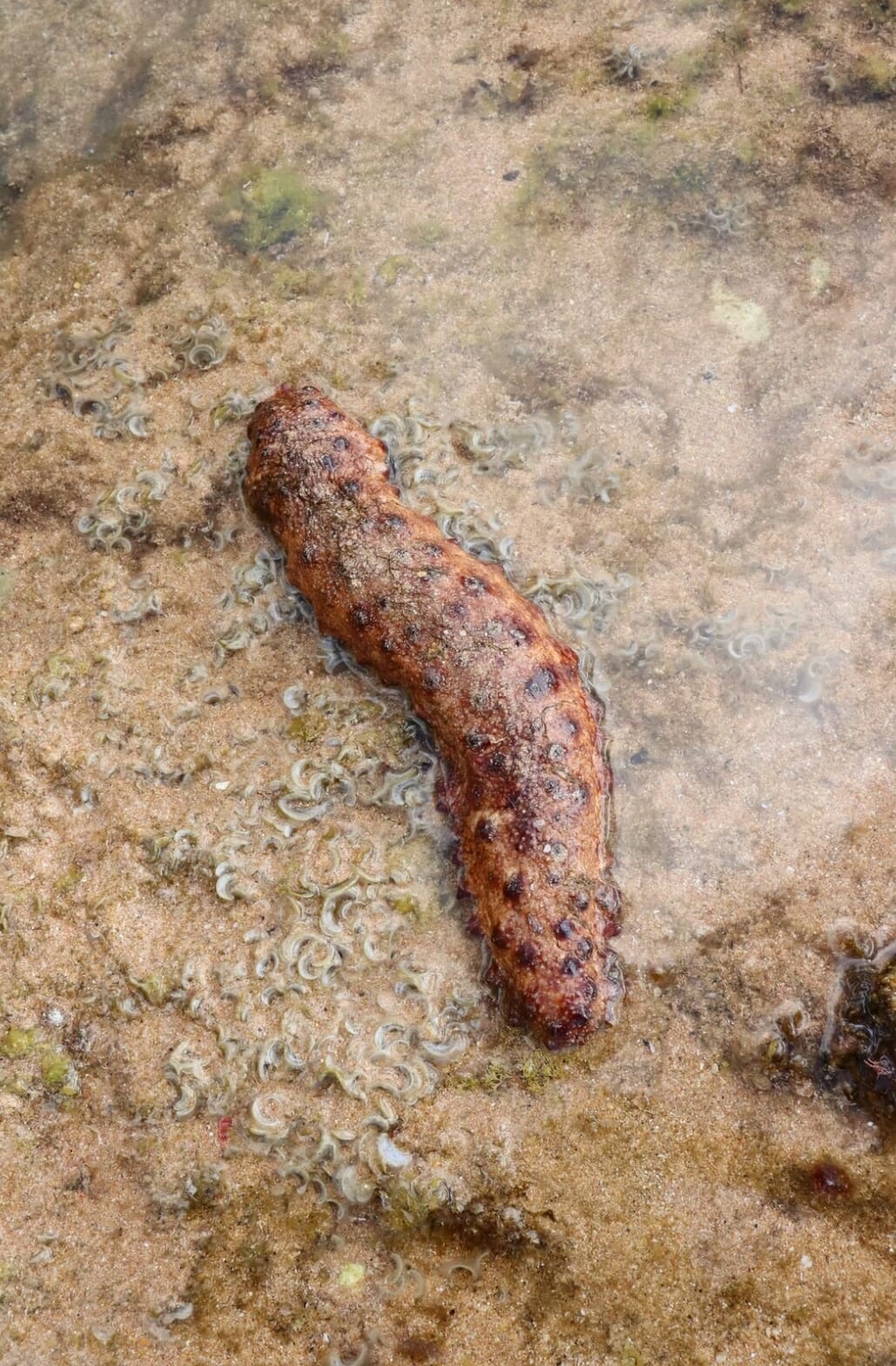 Die Seegurke – der geschützte Staubsauger!