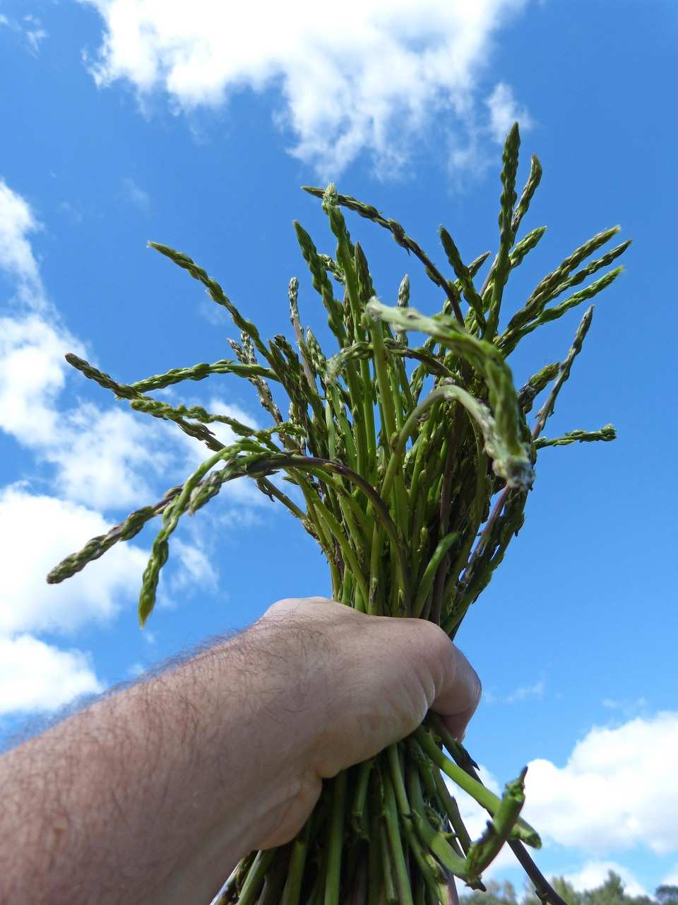 Kroatischer Spargel – Luxus am Teller