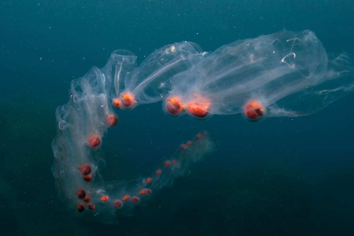 Salpen: große Aufregung um quallenähnliche Meerestiere