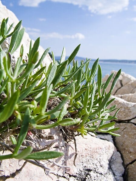 Jetzt ist Erntezeit für den Meerfenchel – die Wunderpflanze!