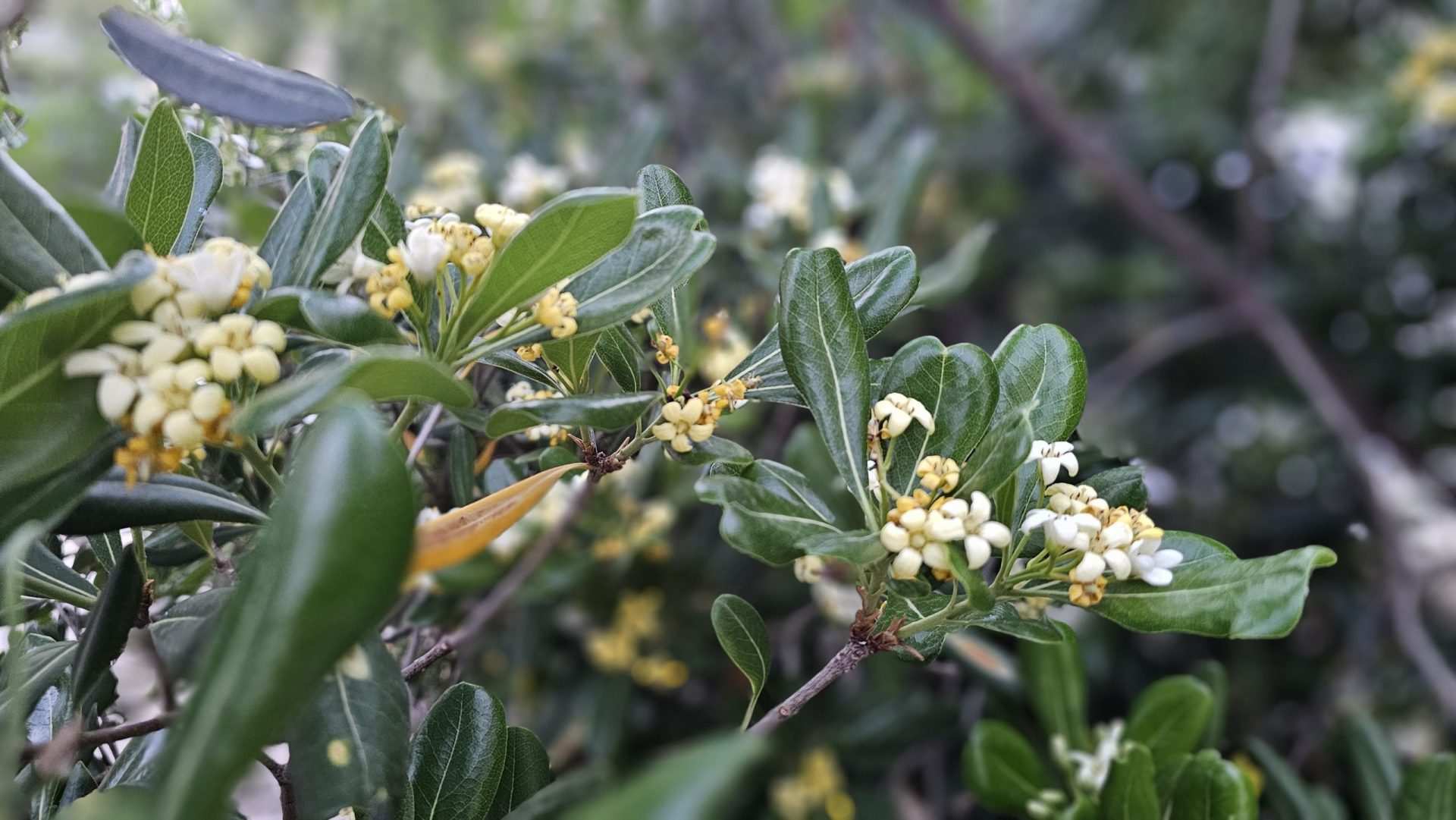 Frühling am Meer – ein Strauch der duftet und summt!