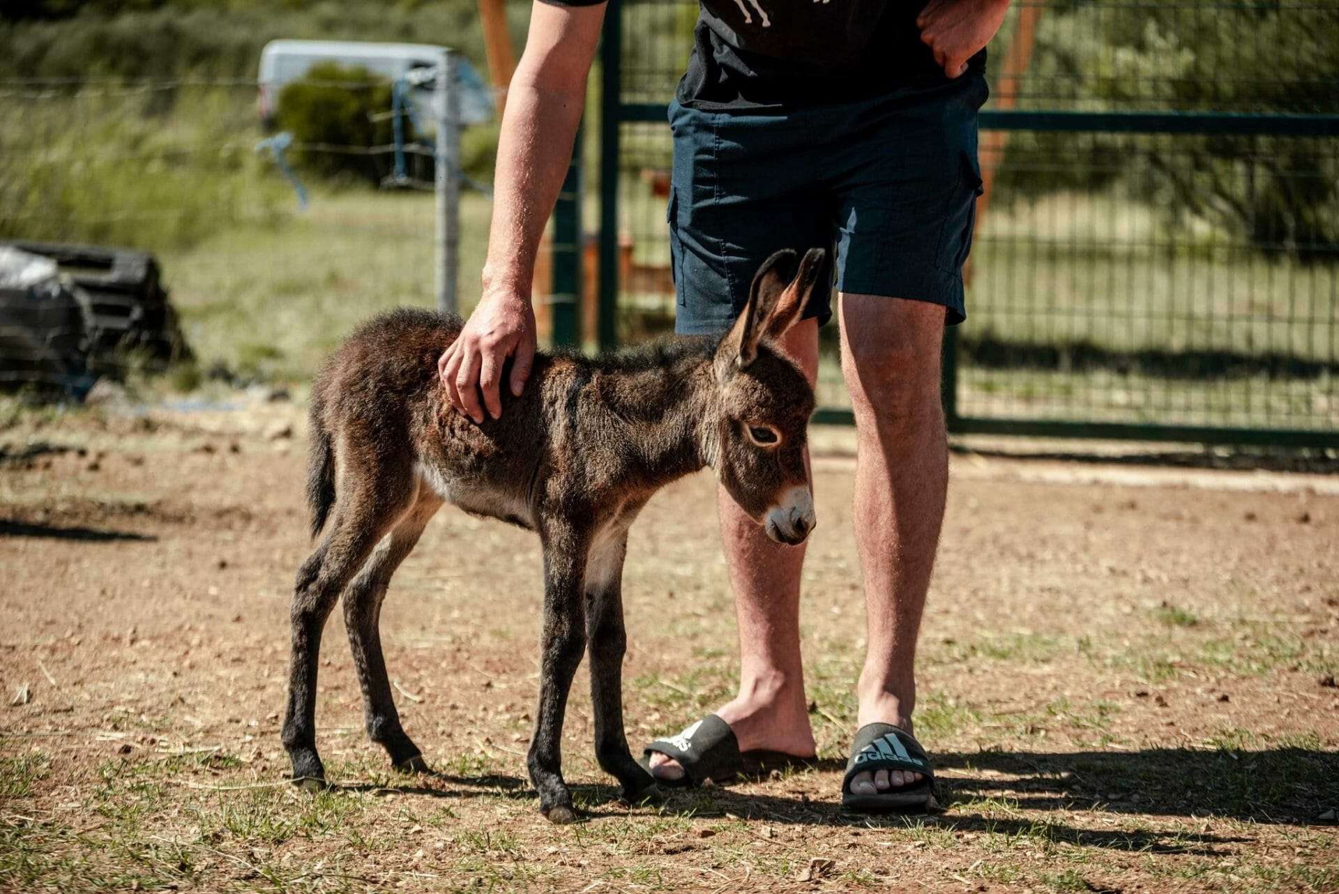Tribunj – ein ganzes Dorf kümmert sich um die Esel