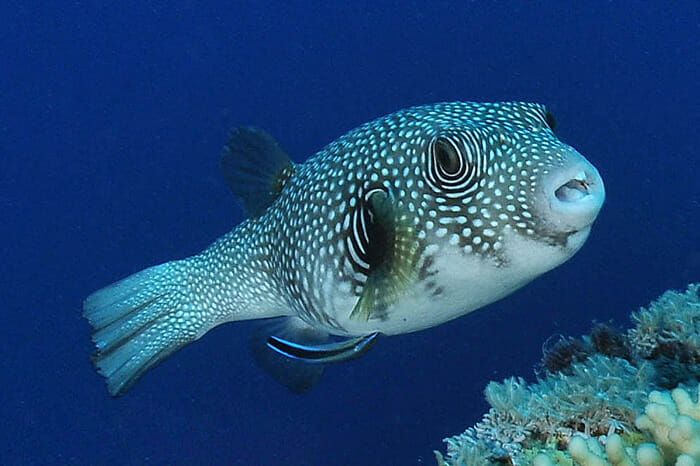 Kugelfisch: bereits mehrfach in der Adria gesichtet