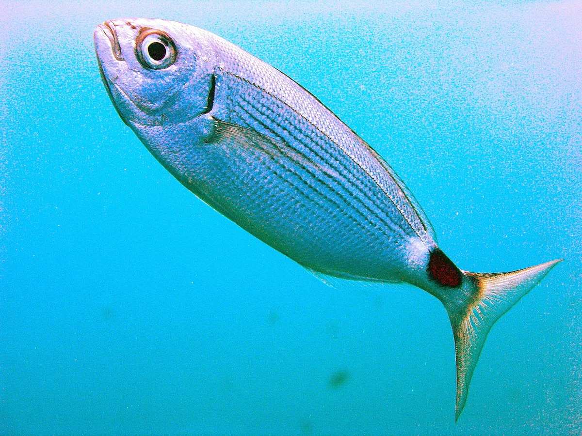 Die beißenden Fische an den kroatischen Stränden