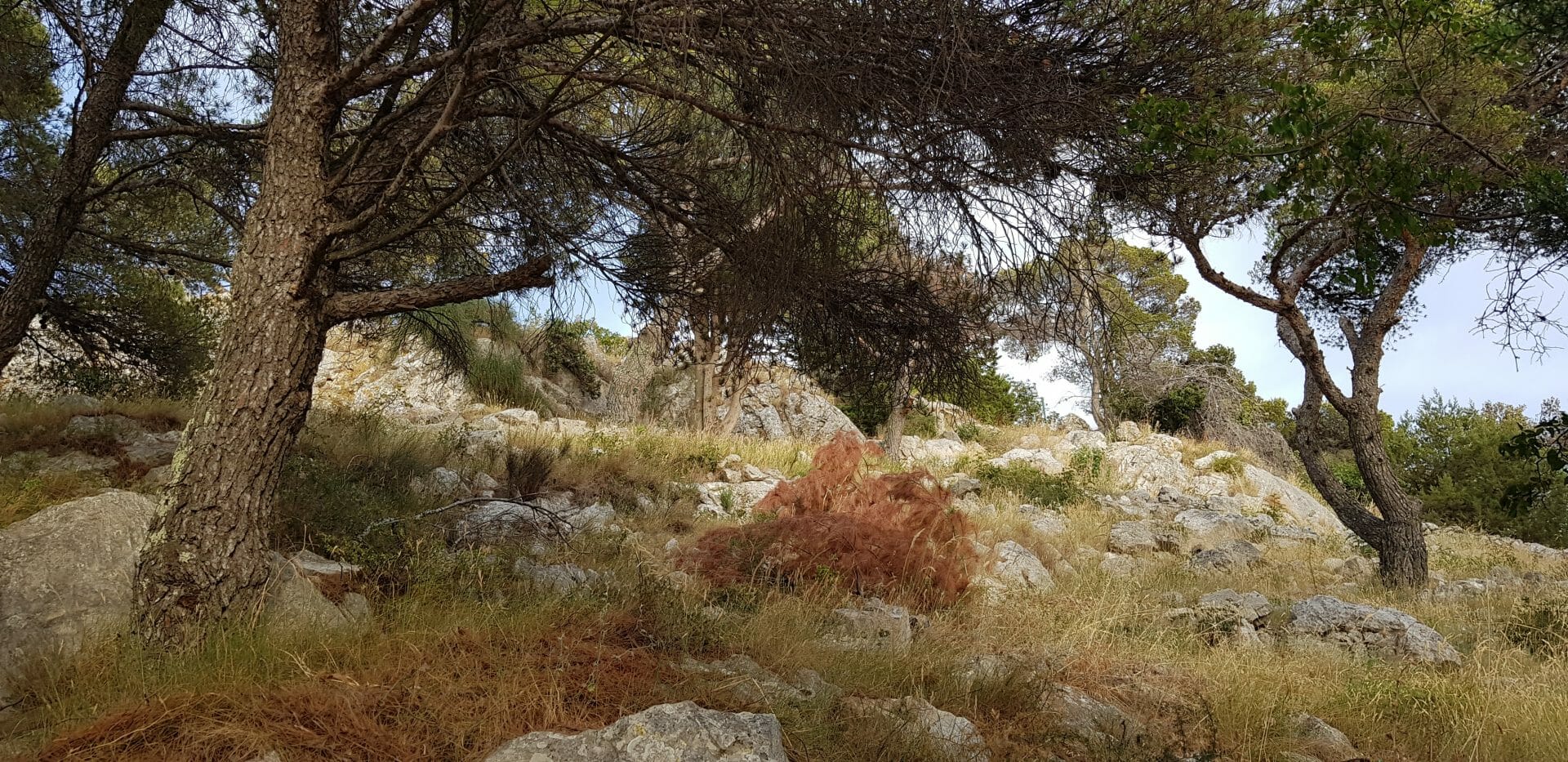 Der Duft des Sommers – so riecht Dalmatien!