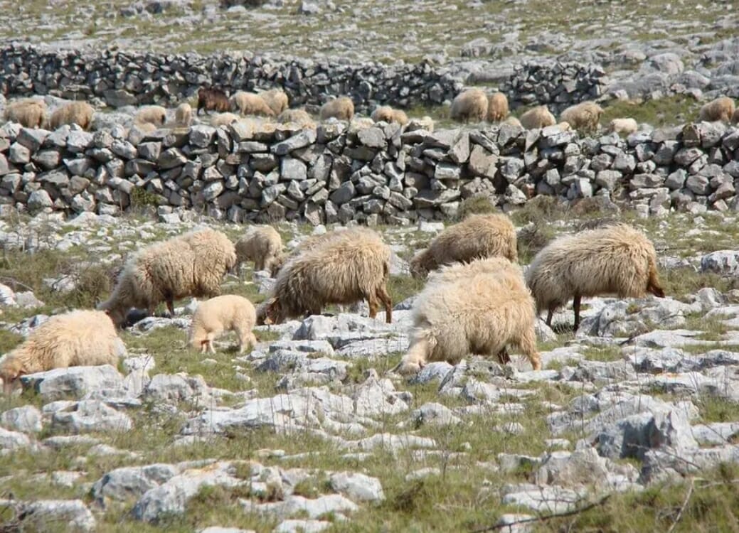 Das Schreien der Lämmer auf den Inseln