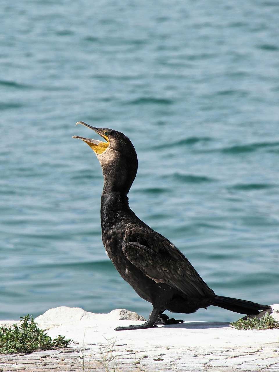 Der Kormoran – faszinierender Vielfraß!