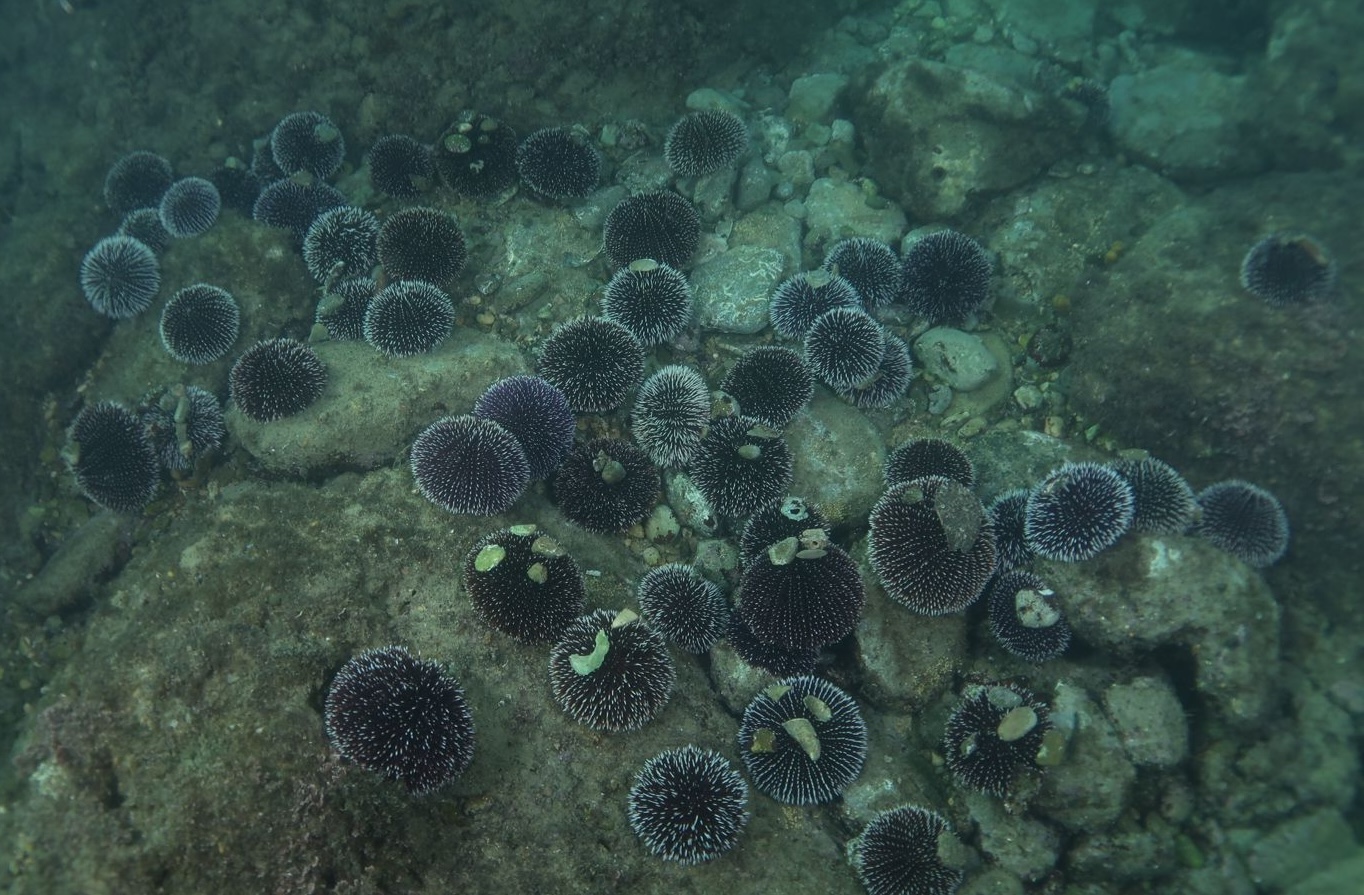 Wissenschaftliches Rätsel: regionale Invasion der Seeigel in der nördlichen Adria!